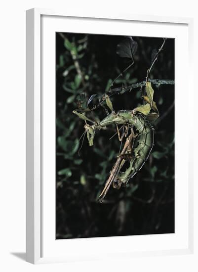 Extatosoma Tiaratum (Giant Prickly Stick Insect) - Mating-Paul Starosta-Framed Photographic Print