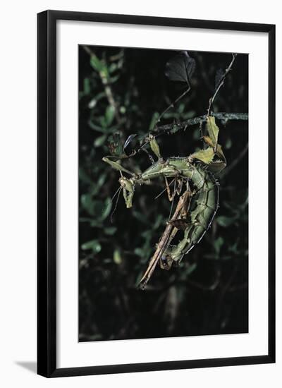 Extatosoma Tiaratum (Giant Prickly Stick Insect) - Mating-Paul Starosta-Framed Photographic Print