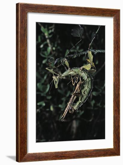 Extatosoma Tiaratum (Giant Prickly Stick Insect) - Mating-Paul Starosta-Framed Photographic Print