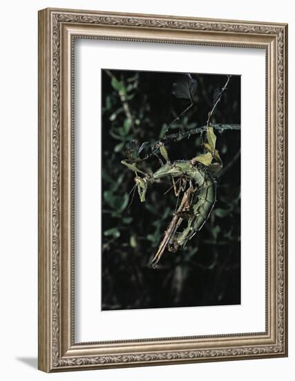 Extatosoma Tiaratum (Giant Prickly Stick Insect) - Mating-Paul Starosta-Framed Photographic Print