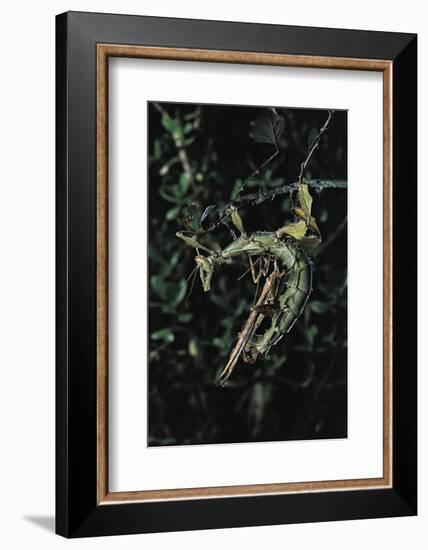 Extatosoma Tiaratum (Giant Prickly Stick Insect) - Mating-Paul Starosta-Framed Photographic Print