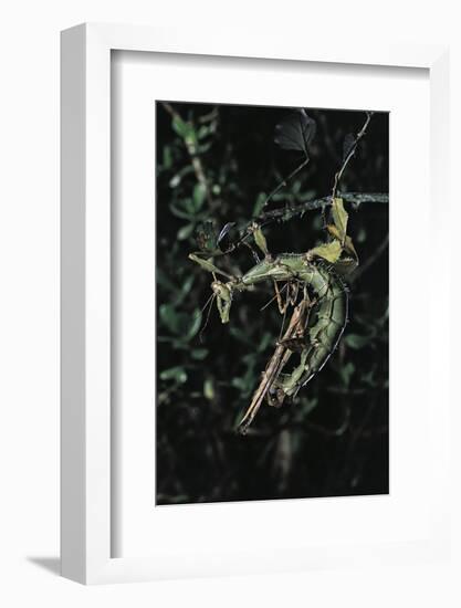 Extatosoma Tiaratum (Giant Prickly Stick Insect) - Mating-Paul Starosta-Framed Photographic Print