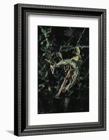 Extatosoma Tiaratum (Giant Prickly Stick Insect) - Mating-Paul Starosta-Framed Photographic Print