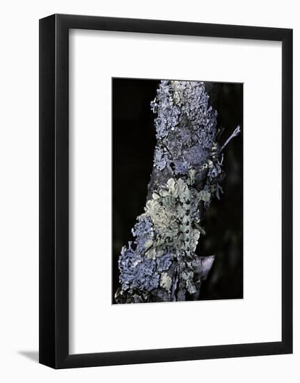 Extatosoma Tiaratum (Giant Prickly Stick Insect) - Particular Form-Paul Starosta-Framed Photographic Print