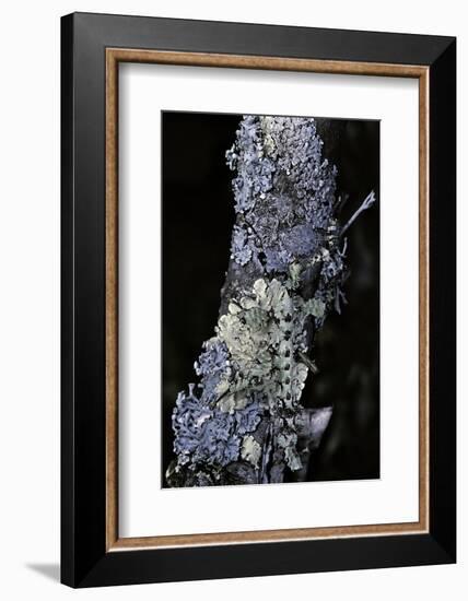 Extatosoma Tiaratum (Giant Prickly Stick Insect) - Particular Form-Paul Starosta-Framed Photographic Print