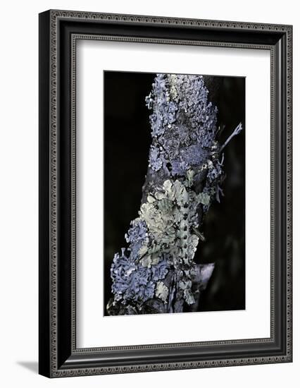 Extatosoma Tiaratum (Giant Prickly Stick Insect) - Particular Form-Paul Starosta-Framed Photographic Print