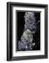 Extatosoma Tiaratum (Giant Prickly Stick Insect) - Particular Form-Paul Starosta-Framed Photographic Print