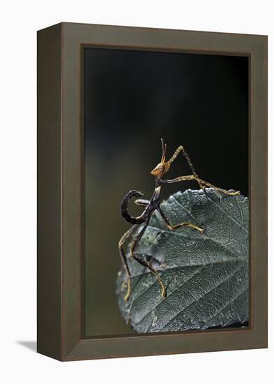 Extatosoma Tiaratum (Giant Prickly Stick Insect) - Very Young Larva-Paul Starosta-Framed Premier Image Canvas