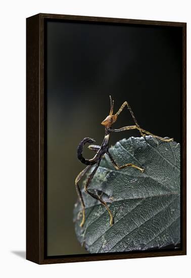 Extatosoma Tiaratum (Giant Prickly Stick Insect) - Very Young Larva-Paul Starosta-Framed Premier Image Canvas