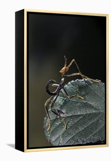 Extatosoma Tiaratum (Giant Prickly Stick Insect) - Very Young Larva-Paul Starosta-Framed Premier Image Canvas