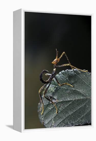 Extatosoma Tiaratum (Giant Prickly Stick Insect) - Very Young Larva-Paul Starosta-Framed Premier Image Canvas