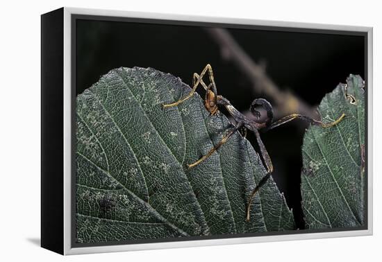 Extatosoma Tiaratum (Giant Prickly Stick Insect) - Very Young Larva-Paul Starosta-Framed Premier Image Canvas