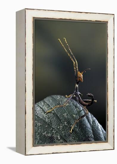 Extatosoma Tiaratum (Giant Prickly Stick Insect) - Very Young Larva-Paul Starosta-Framed Premier Image Canvas