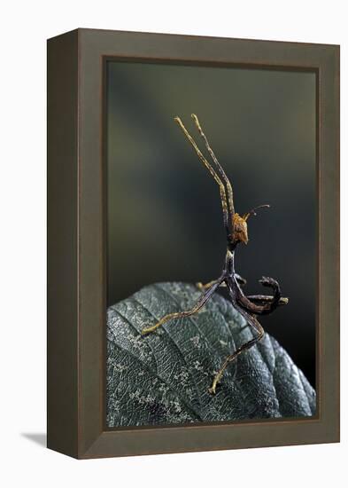 Extatosoma Tiaratum (Giant Prickly Stick Insect) - Very Young Larva-Paul Starosta-Framed Premier Image Canvas