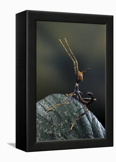 Extatosoma Tiaratum (Giant Prickly Stick Insect) - Very Young Larva-Paul Starosta-Framed Premier Image Canvas