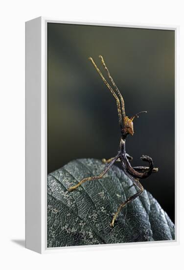 Extatosoma Tiaratum (Giant Prickly Stick Insect) - Very Young Larva-Paul Starosta-Framed Premier Image Canvas