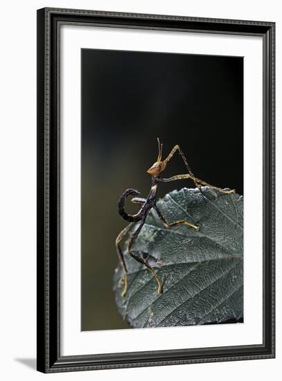 Extatosoma Tiaratum (Giant Prickly Stick Insect) - Very Young Larva-Paul Starosta-Framed Photographic Print