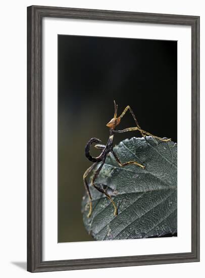 Extatosoma Tiaratum (Giant Prickly Stick Insect) - Very Young Larva-Paul Starosta-Framed Photographic Print