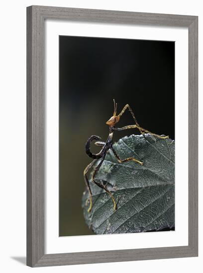 Extatosoma Tiaratum (Giant Prickly Stick Insect) - Very Young Larva-Paul Starosta-Framed Photographic Print