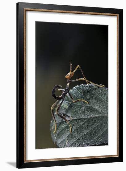 Extatosoma Tiaratum (Giant Prickly Stick Insect) - Very Young Larva-Paul Starosta-Framed Photographic Print