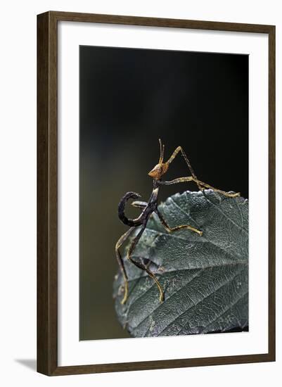 Extatosoma Tiaratum (Giant Prickly Stick Insect) - Very Young Larva-Paul Starosta-Framed Photographic Print