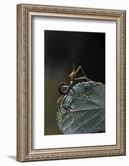 Extatosoma Tiaratum (Giant Prickly Stick Insect) - Very Young Larva-Paul Starosta-Framed Photographic Print