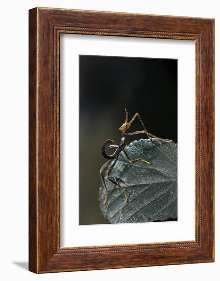 Extatosoma Tiaratum (Giant Prickly Stick Insect) - Very Young Larva-Paul Starosta-Framed Photographic Print