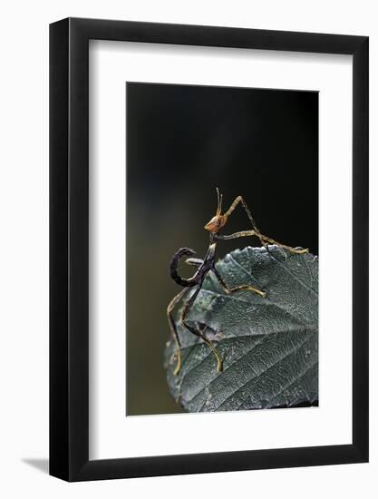 Extatosoma Tiaratum (Giant Prickly Stick Insect) - Very Young Larva-Paul Starosta-Framed Photographic Print