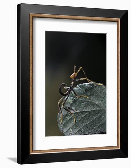 Extatosoma Tiaratum (Giant Prickly Stick Insect) - Very Young Larva-Paul Starosta-Framed Photographic Print