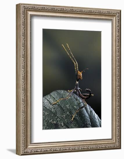 Extatosoma Tiaratum (Giant Prickly Stick Insect) - Very Young Larva-Paul Starosta-Framed Photographic Print