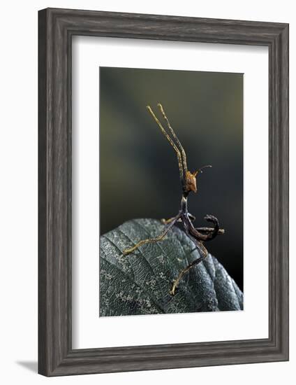 Extatosoma Tiaratum (Giant Prickly Stick Insect) - Very Young Larva-Paul Starosta-Framed Photographic Print