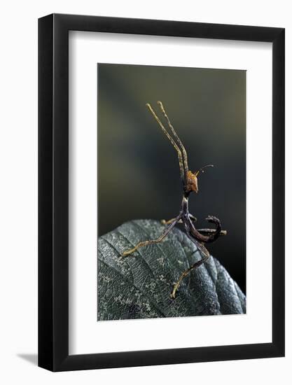 Extatosoma Tiaratum (Giant Prickly Stick Insect) - Very Young Larva-Paul Starosta-Framed Photographic Print