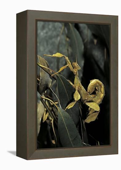 Extatosoma Tiaratum (Giant Prickly Stick Insect)-Paul Starosta-Framed Premier Image Canvas