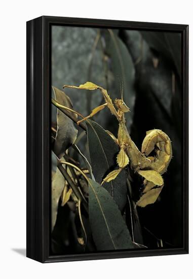 Extatosoma Tiaratum (Giant Prickly Stick Insect)-Paul Starosta-Framed Premier Image Canvas