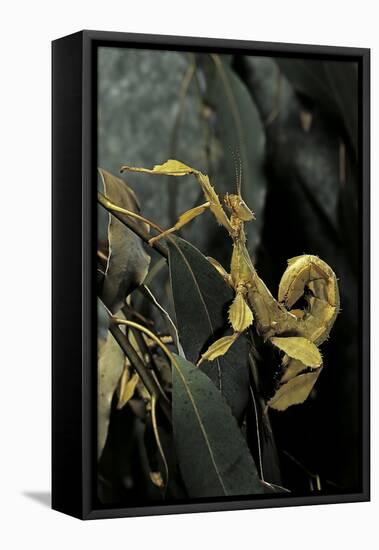 Extatosoma Tiaratum (Giant Prickly Stick Insect)-Paul Starosta-Framed Premier Image Canvas