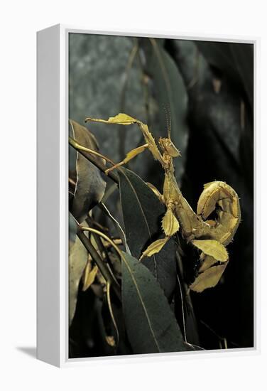 Extatosoma Tiaratum (Giant Prickly Stick Insect)-Paul Starosta-Framed Premier Image Canvas