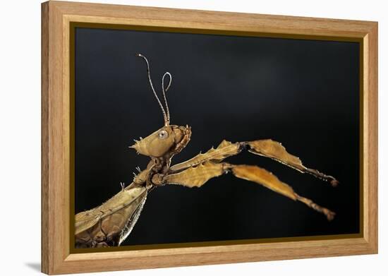 Extatosoma Tiaratum (Giant Prickly Stick Insect)-Paul Starosta-Framed Premier Image Canvas