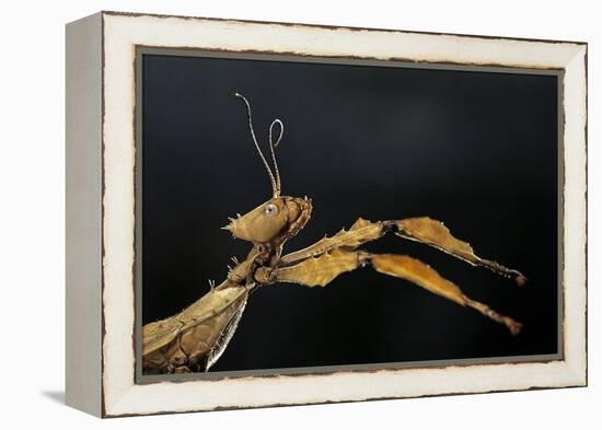 Extatosoma Tiaratum (Giant Prickly Stick Insect)-Paul Starosta-Framed Premier Image Canvas