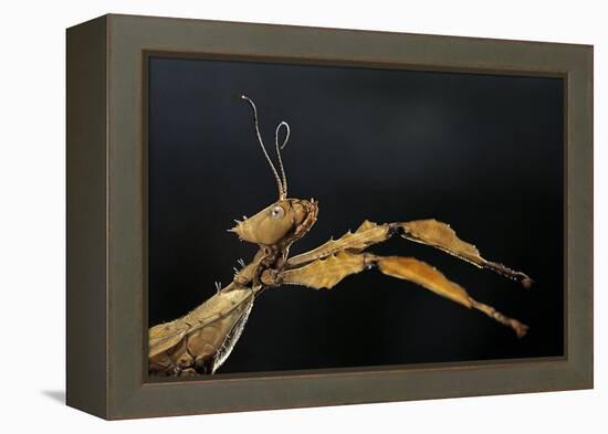 Extatosoma Tiaratum (Giant Prickly Stick Insect)-Paul Starosta-Framed Premier Image Canvas