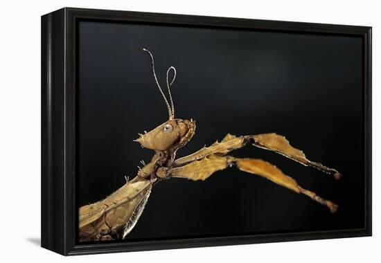 Extatosoma Tiaratum (Giant Prickly Stick Insect)-Paul Starosta-Framed Premier Image Canvas