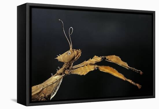 Extatosoma Tiaratum (Giant Prickly Stick Insect)-Paul Starosta-Framed Premier Image Canvas