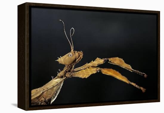 Extatosoma Tiaratum (Giant Prickly Stick Insect)-Paul Starosta-Framed Premier Image Canvas