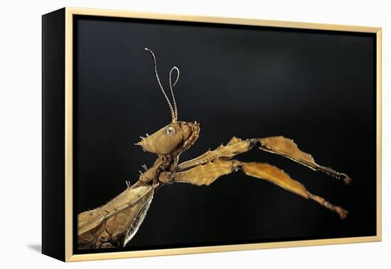 Extatosoma Tiaratum (Giant Prickly Stick Insect)-Paul Starosta-Framed Premier Image Canvas