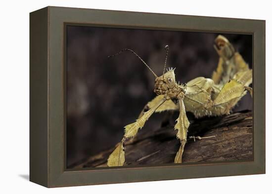 Extatosoma Tiaratum (Giant Prickly Stick Insect)-Paul Starosta-Framed Premier Image Canvas