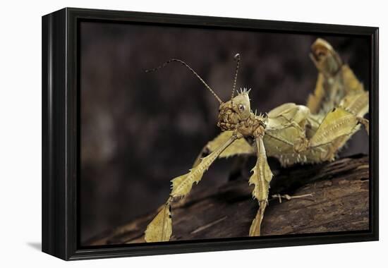 Extatosoma Tiaratum (Giant Prickly Stick Insect)-Paul Starosta-Framed Premier Image Canvas