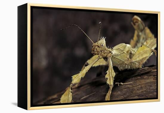 Extatosoma Tiaratum (Giant Prickly Stick Insect)-Paul Starosta-Framed Premier Image Canvas