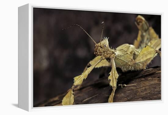 Extatosoma Tiaratum (Giant Prickly Stick Insect)-Paul Starosta-Framed Premier Image Canvas