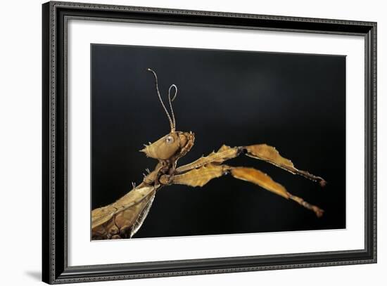 Extatosoma Tiaratum (Giant Prickly Stick Insect)-Paul Starosta-Framed Photographic Print