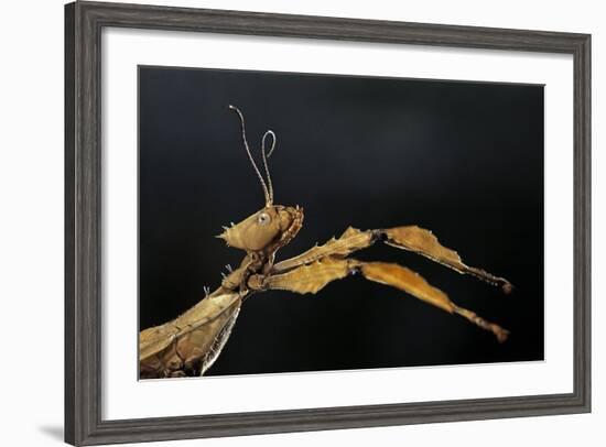 Extatosoma Tiaratum (Giant Prickly Stick Insect)-Paul Starosta-Framed Photographic Print