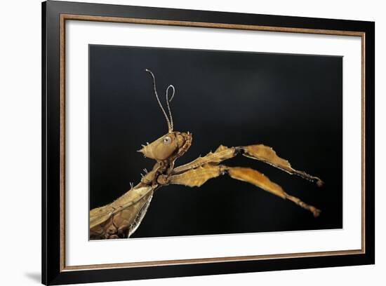 Extatosoma Tiaratum (Giant Prickly Stick Insect)-Paul Starosta-Framed Photographic Print